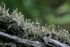 コーチングのログの効果的な付け方は？