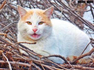 ビジネスコーチの講座資料請求はどこでできる？